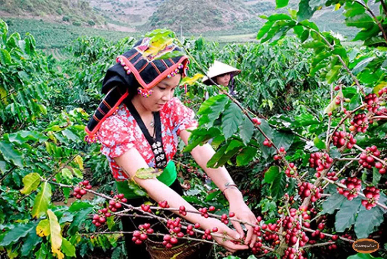Giá cà phê hôm nay 23/3/2025: Robusta tăng 2 tuần liên tiếp, thêm hơn 150 USD/tấn