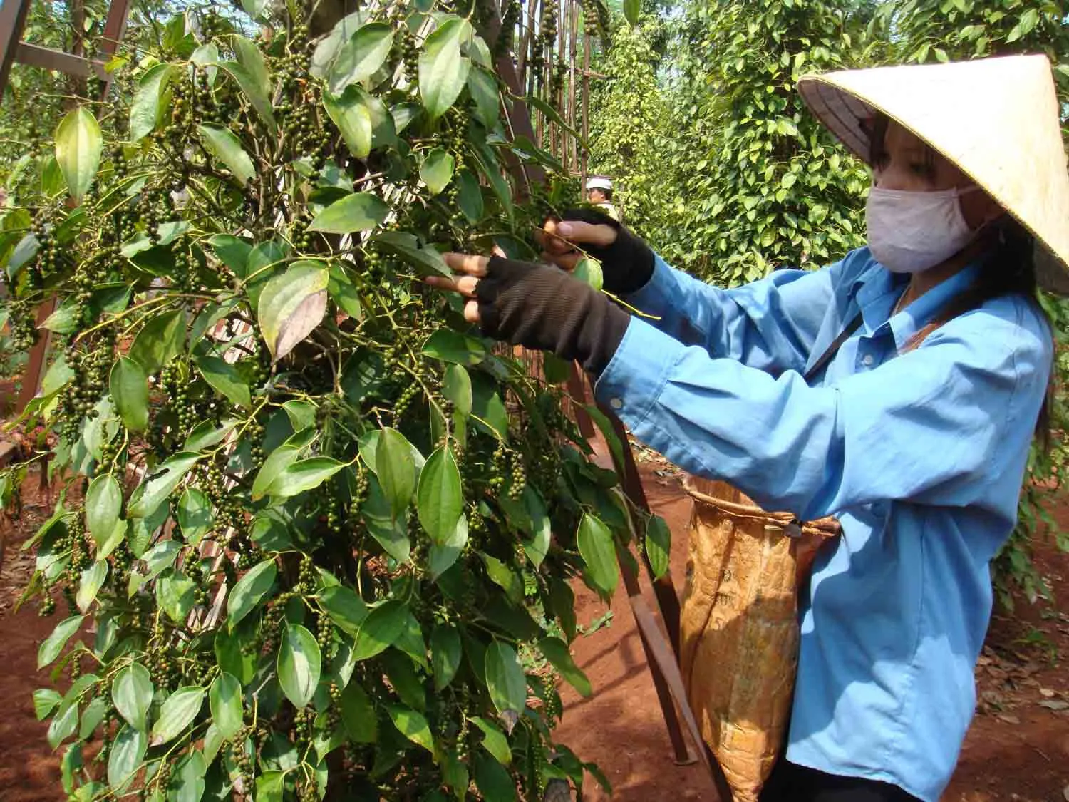 Giá tiêu hôm nay 23/3/2025: tăng trở lại, cả tuần thêm đến 1.500 đồng/kg