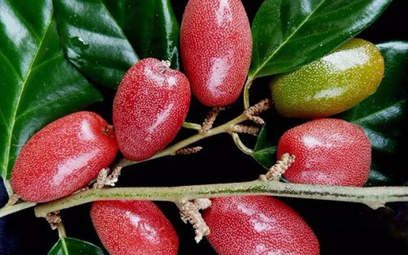 Những công dụng chữa bệnh từ cây nhót khiến ai cũng bất ngờ
