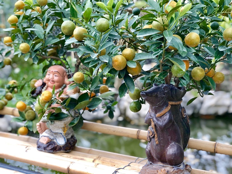 Gardeners in Hanoi gear up preparing bonsai trees for upcoming Tet holiday