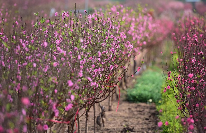 Nhat Tan peach trees in full blossom to welcome Tet