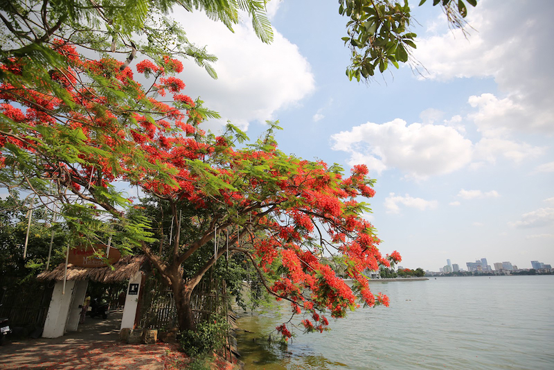 Hanoi’s streets covered by flamboyant flowers in summer