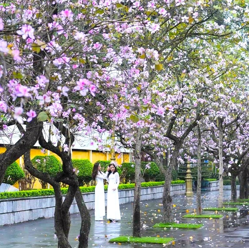 Ban trees in full bloom in Hanoi