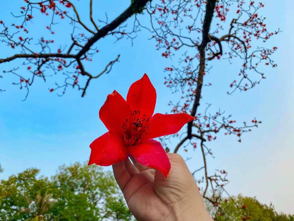 Brilliant Hanoi streets in Hoa Gao season 