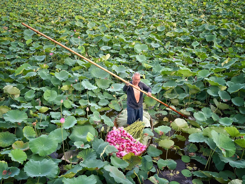 Old man preserves West Lake lotus tea making 