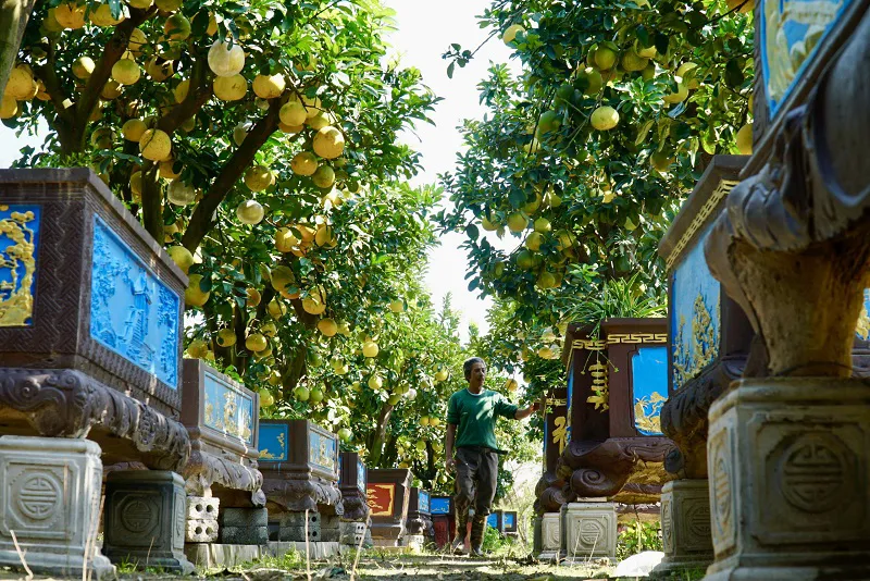 [Ảnh] Khám phá vườn bưởi cảnh cổ thụ dáng độc đáo chuẩn bị cho Tết Nguyên đán 2022