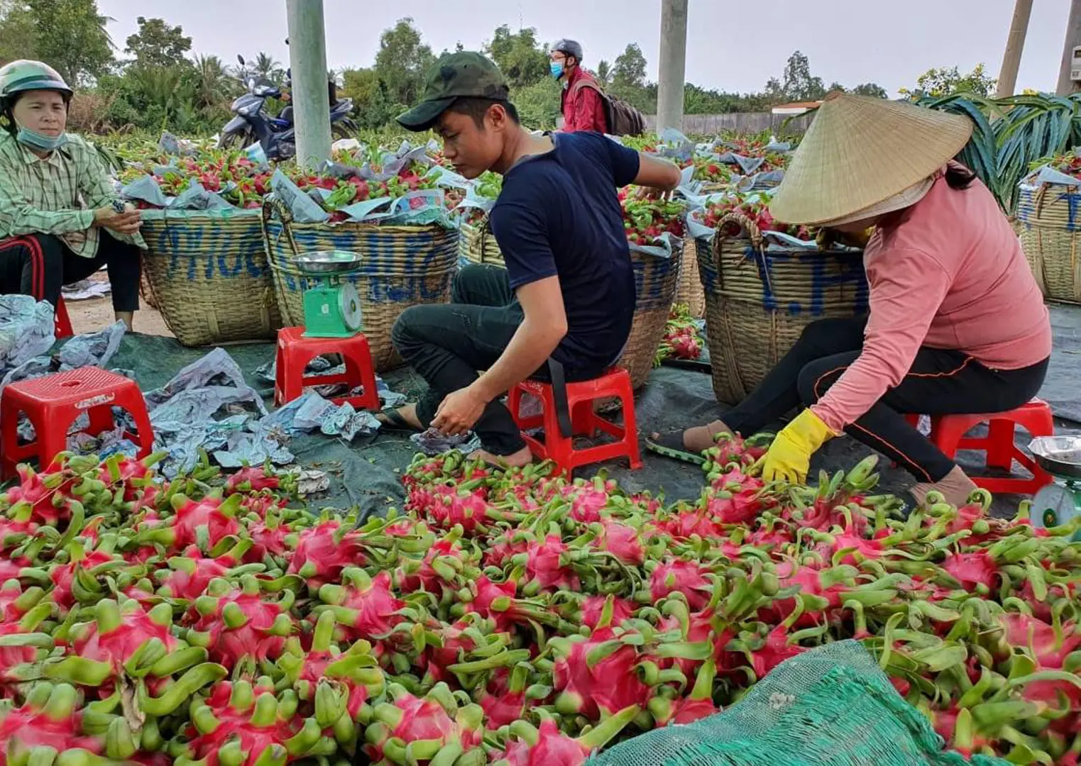 Xuất khẩu nông sản đi Trung Quốc dịp Tết dự báo sẽ gặp khó