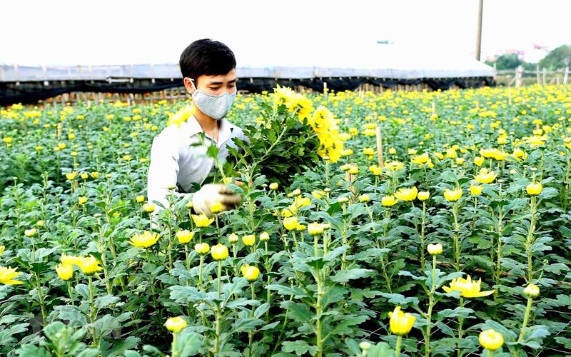 Tay Tuu flower village: Braving ups and downs to provide Tet flowers