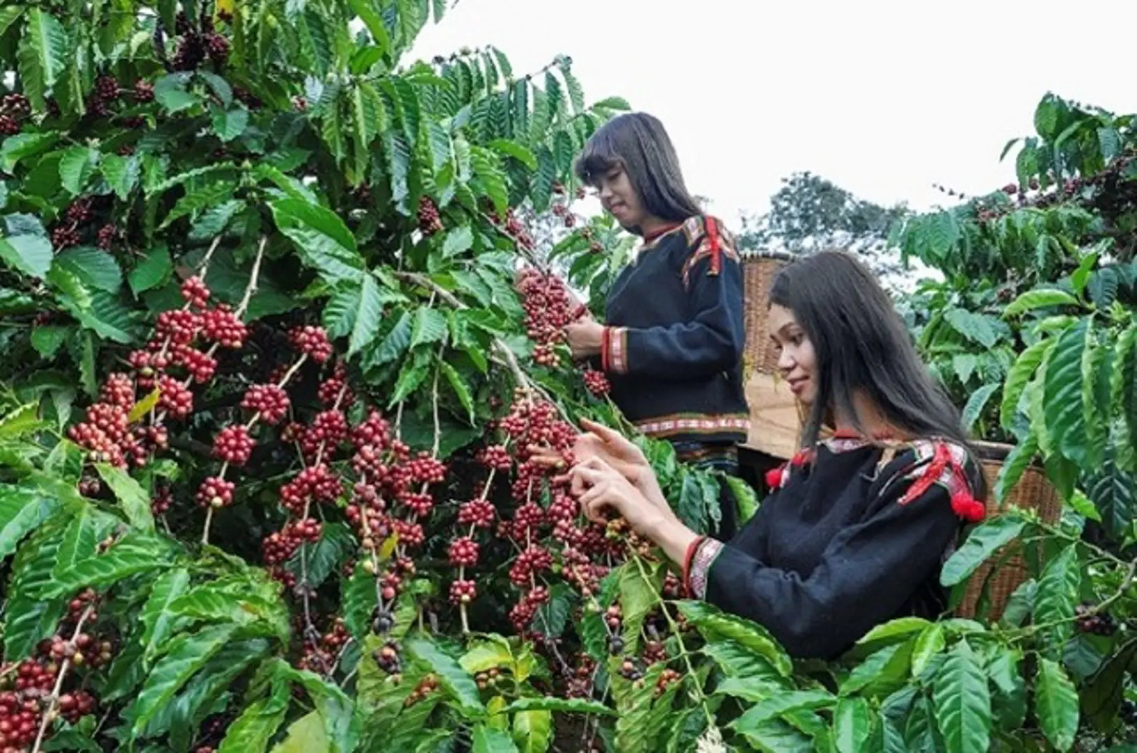 Giá cà phê hôm nay 3/12: Robusta tăng liên tiếp 3 ngày, ở mức cao nhất 10 năm qua