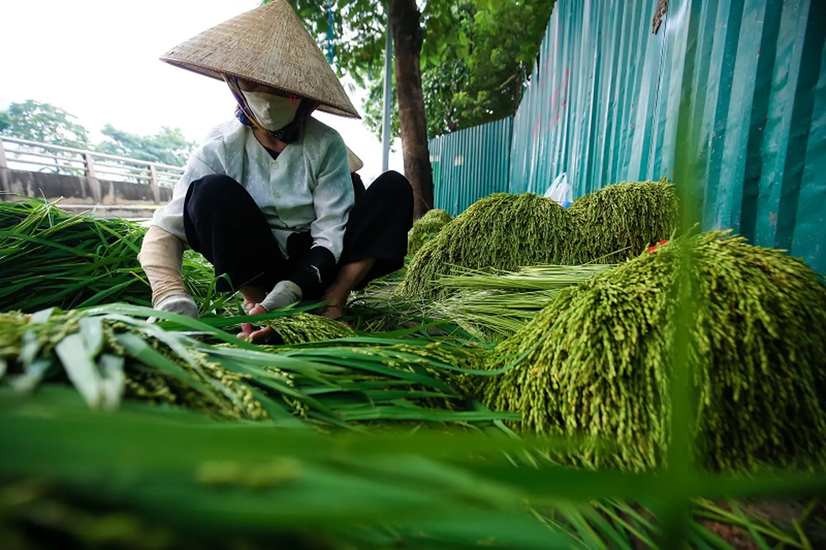 [Ảnh] Hà Nội: Làng cốm Mễ Trì tất bật cho vụ mới