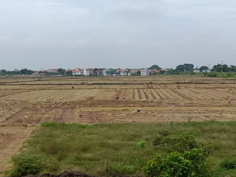 Ngoại thành Hà Nội: Vụ gối vụ, không để đất bỏ hoang