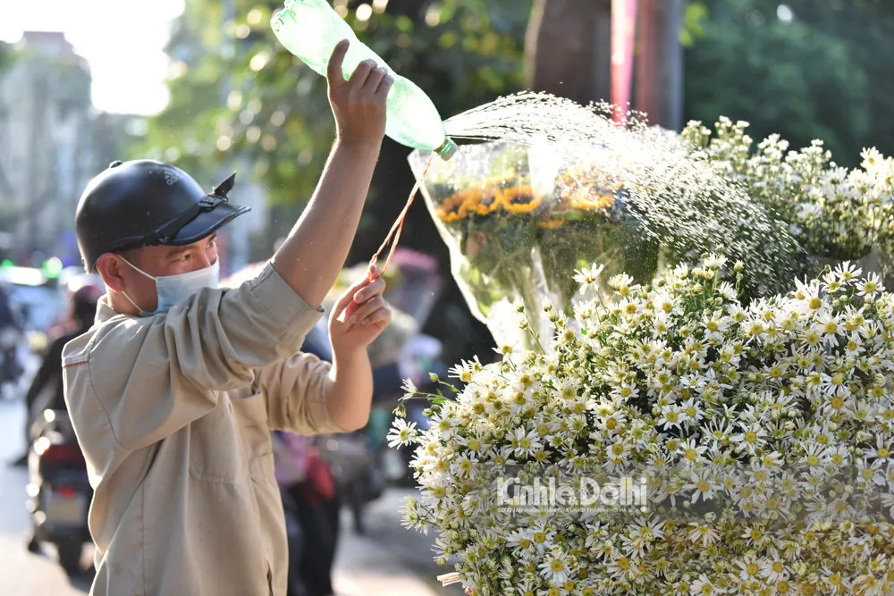 [Ảnh] Hà Nội: Cúc hoạ mi xuống phố, báo hiệu tiết trời chuyển mình sang Đông