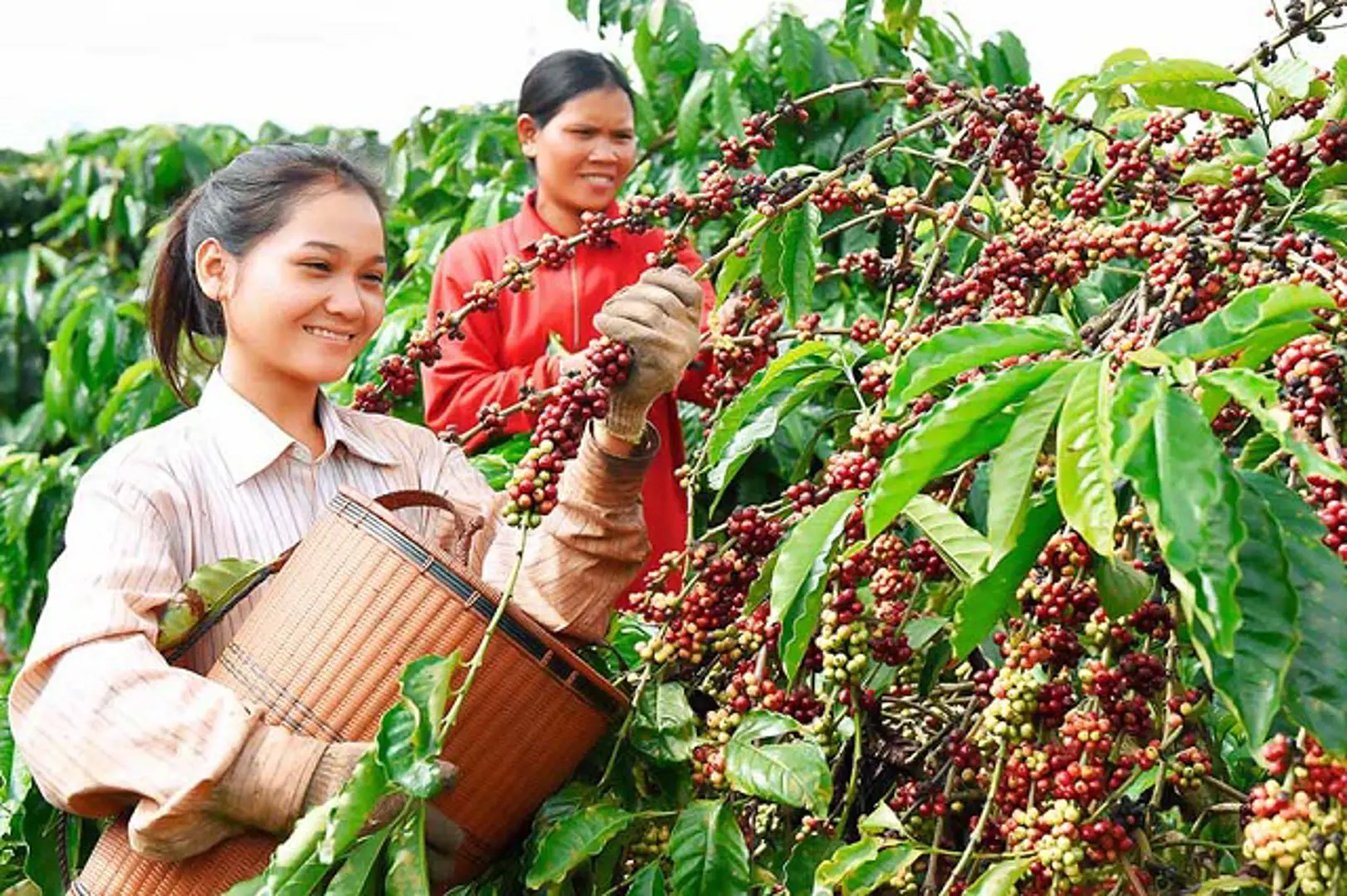 Giá cà phê hôm nay 3/11: Đầu cơ bán tháo cà phê trên sàn, Robusta còn nguyên mối lo nguồn cung chậm trễ