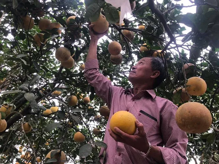 Hà Nội: Bưởi Diễn vào mùa thu hoạch, nông dân thấp thỏm tìm kênh tiêu thụ