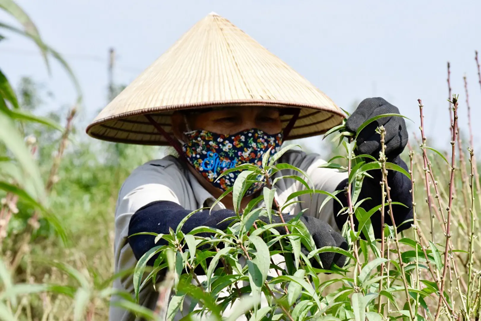 [Ảnh] Hà Nội: Đào Nhật Tân “trút lá” đợi Tết Nhâm Dần 2022