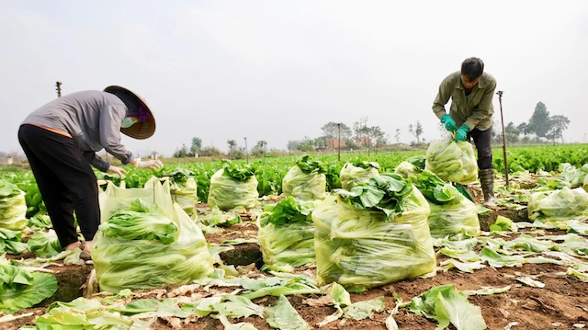 Liên kết bảo đảm nguồn cung nông sản an toàn cho 10,3 triệu dân Thủ đô