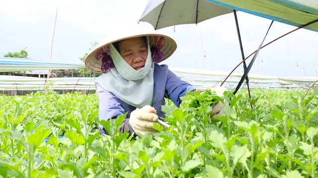 Huyện Mê Linh: Thu tiền tỷ từ vườn ươm hoa cúc