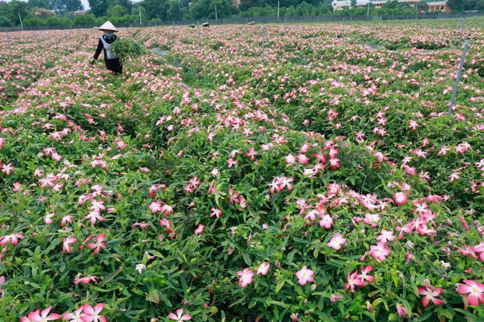 Cánh đồng sâm Bố Chính tiền tỷ ở Sơn Tây