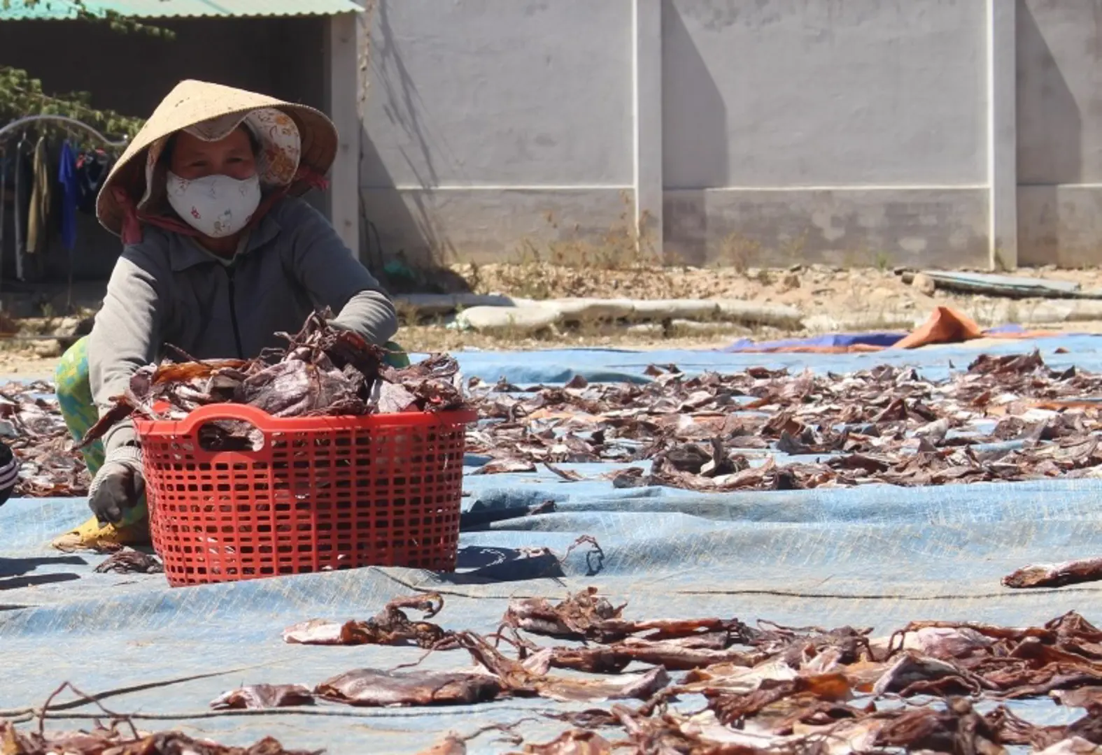 Quảng Ngãi: Ngành sản xuất, chế biến hải sản ngưng trệ vì Covid-19