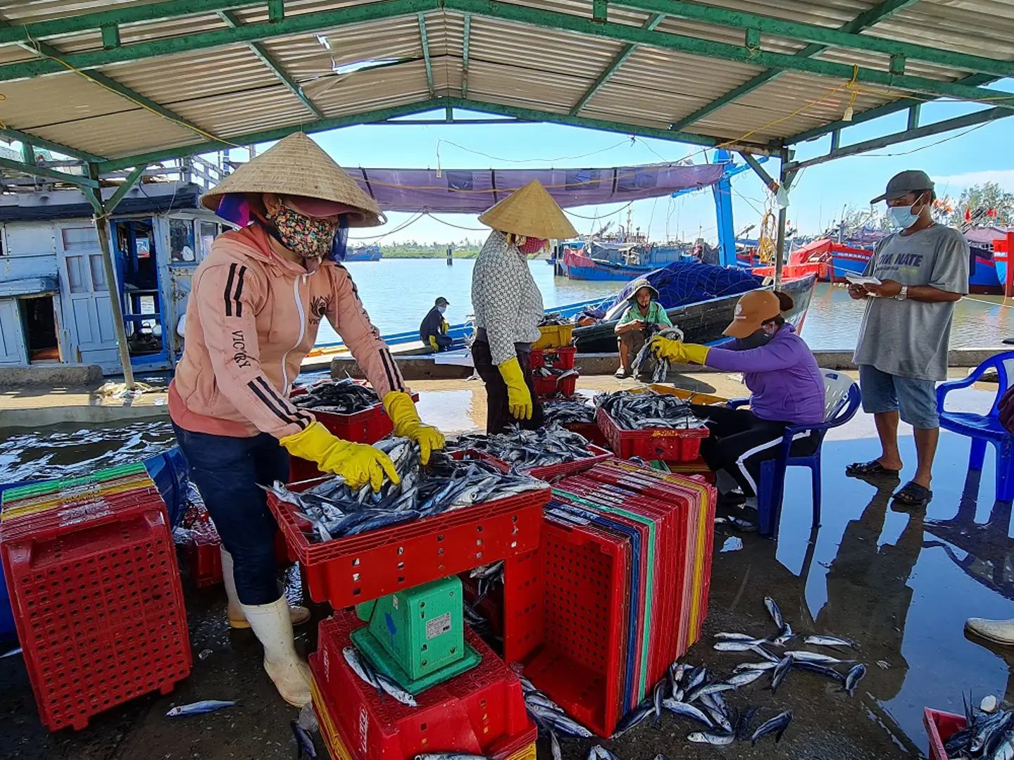 Tạm dừng hoạt động bến bãi, cảng cá: Ngư dân lo lắng không tiêu thụ được hải sản