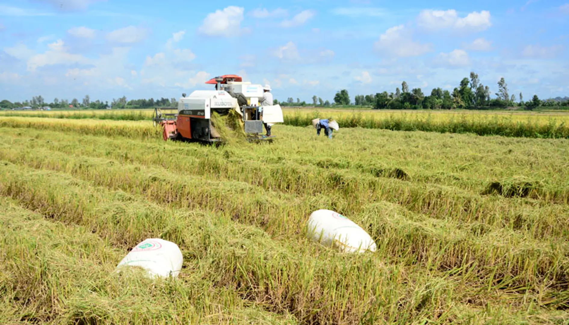 Nâng tầm thương hiệu gạo Việt