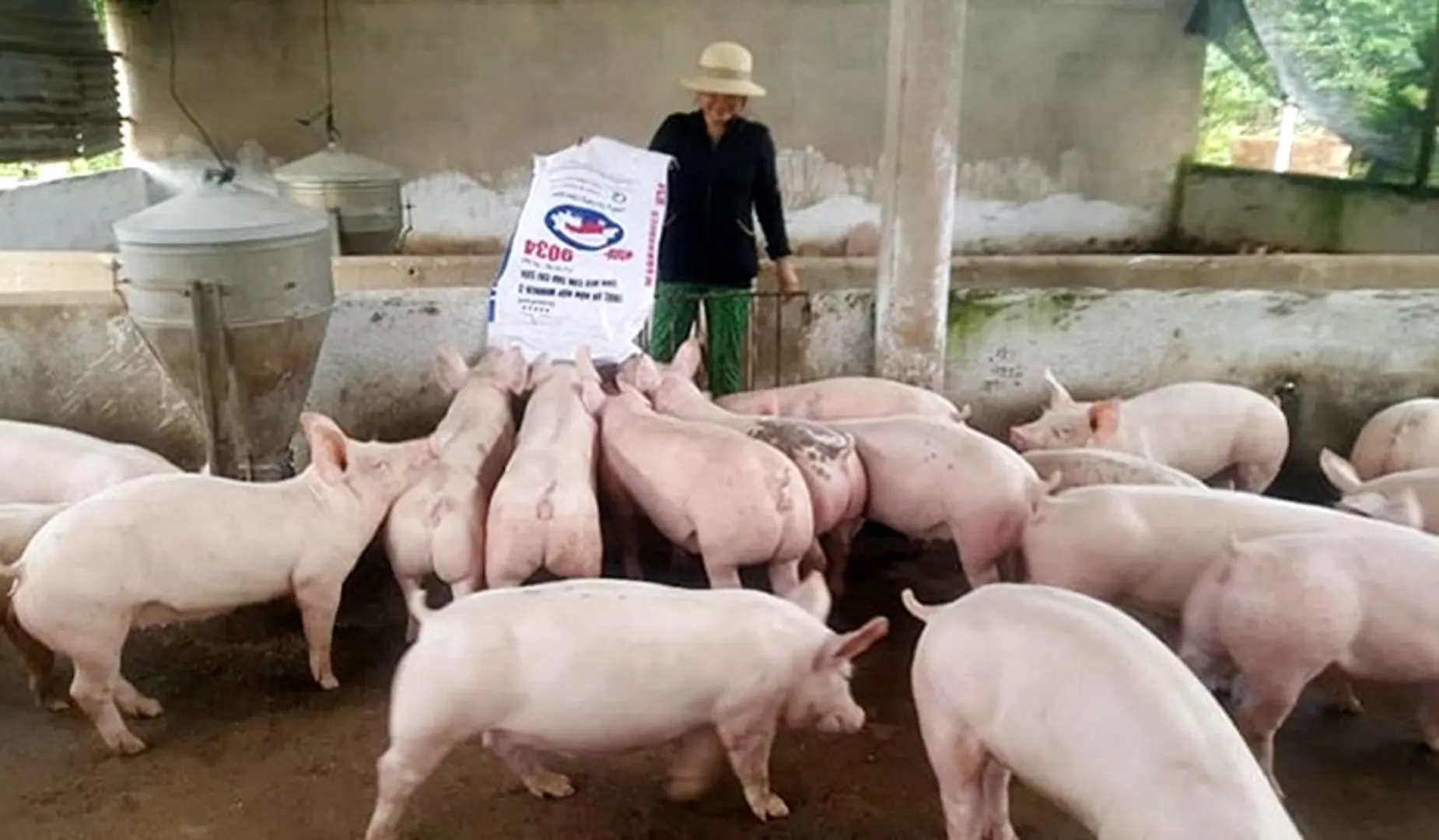 Giá lợn hơi ngày 27/7/2021: Cả 3 miền tăng 1.000 - 2.000 đồng/kg