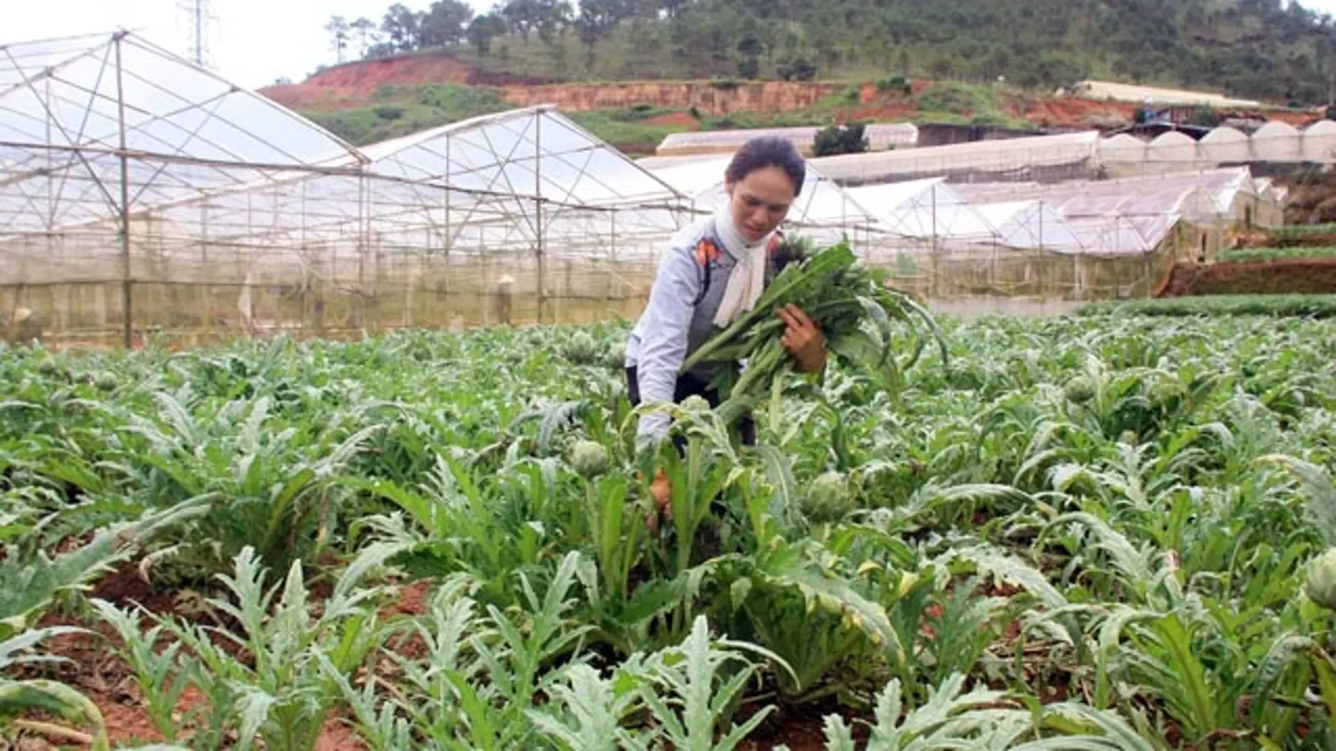 Chính sách đặc thù cho nuôi trồng, khai thác dược liệu