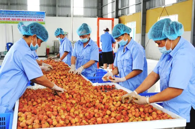 Ảnh hưởng nặng nề của dịch Covid-19, ngành nông nghiệp vẫn xuất siêu 3,27 tỷ USD