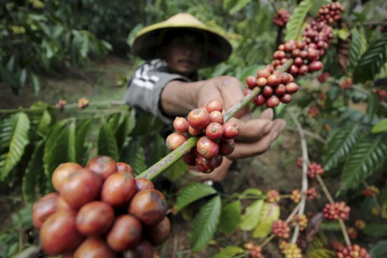 Giá cà phê hôm nay 4/5: Triển vọng cà phê tháng 5/2021, Robusta dự báo sẽ biến động mạnh