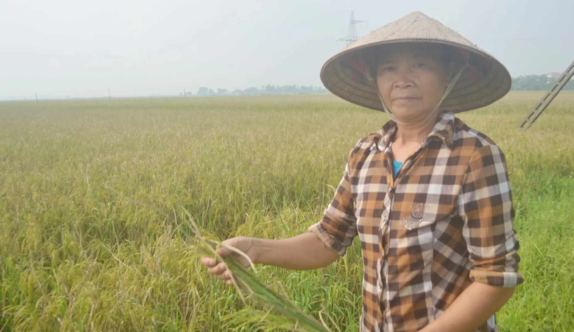 Bệnh bạc lá hoành hành lúa Mùa