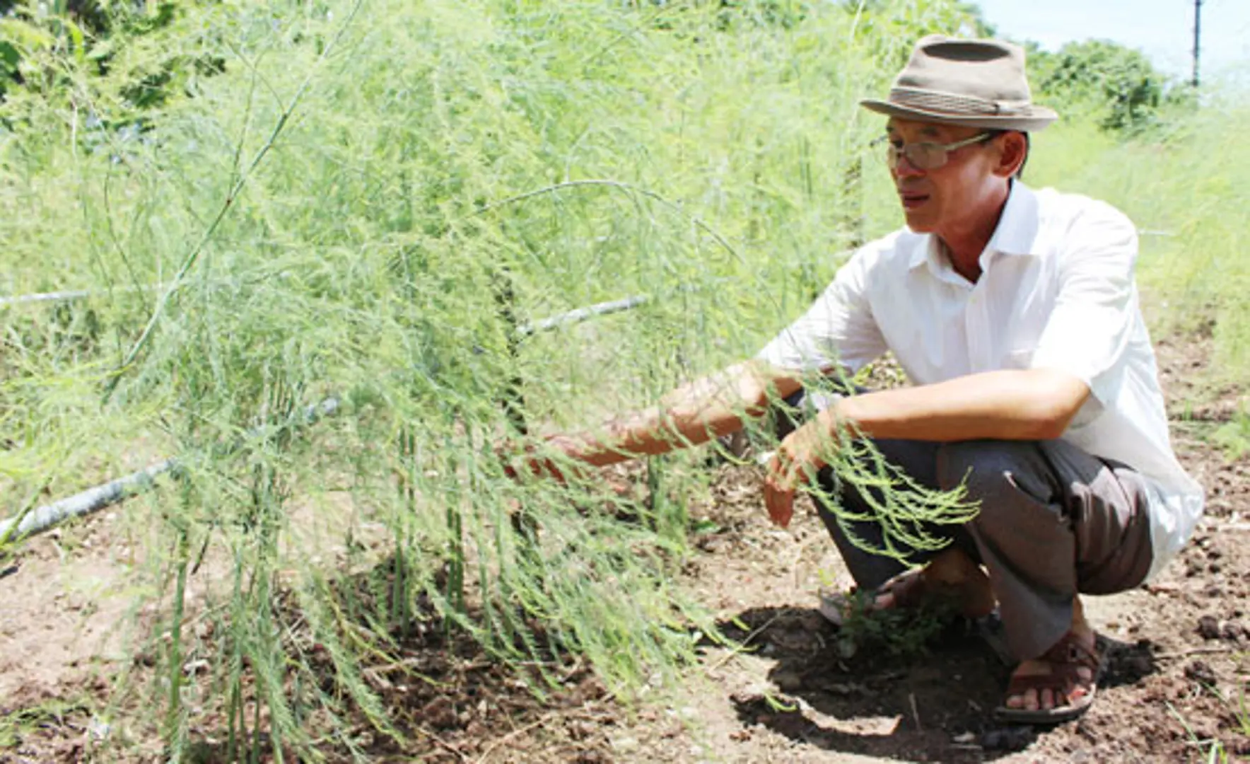 Phát triển cây măng tây ở huyện Phú Xuyên