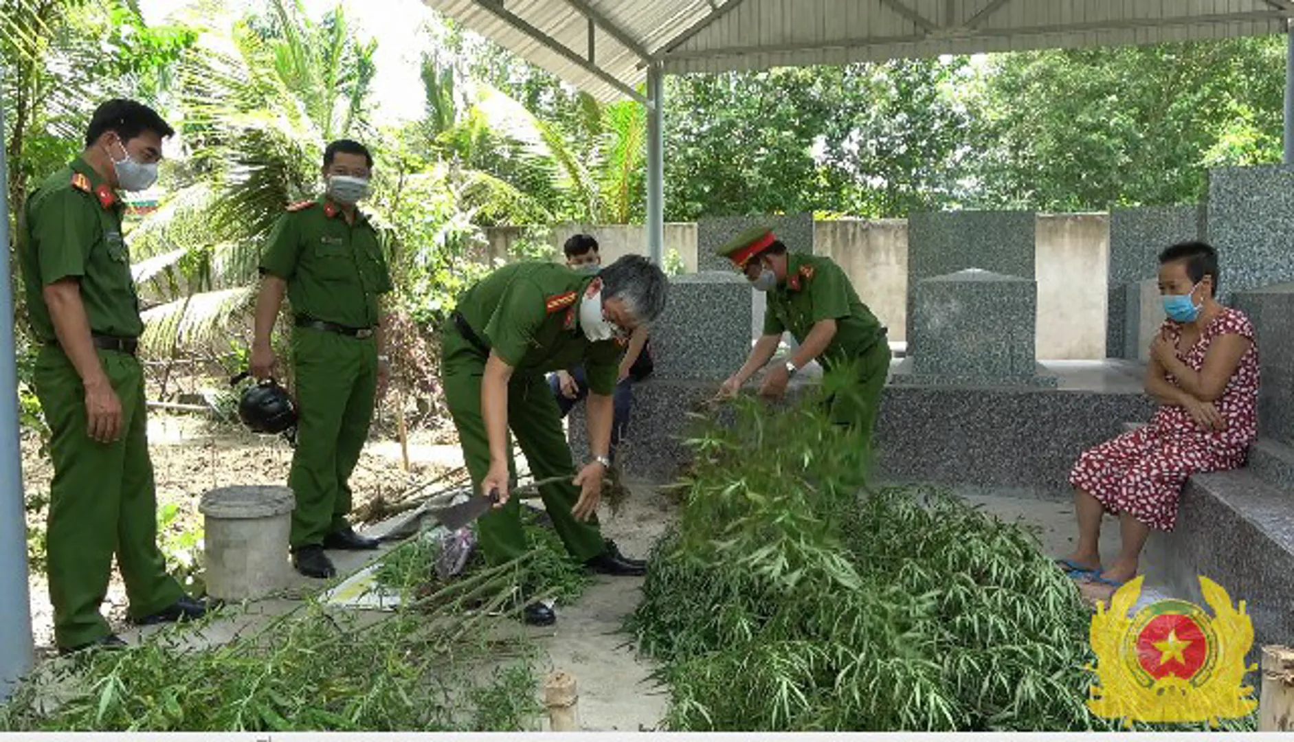 Tiền Giang: Một hộ dân trồng 115 cây cần sa trong vườn để sử dụng