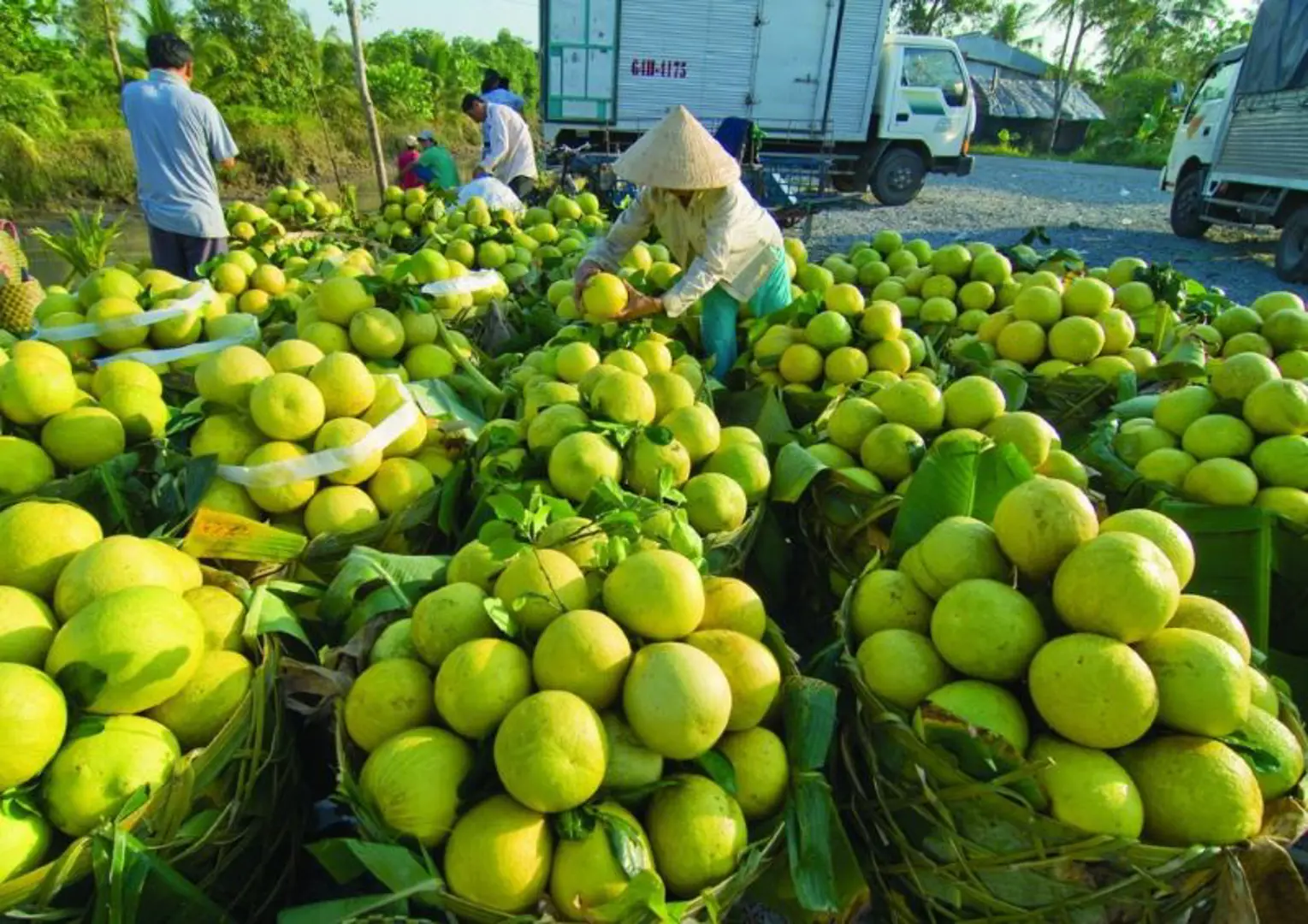 Gỡ điểm nghẽn tiêu thụ nông sản cho các tỉnh phía Nam: Một mũi tên trúng hai đích