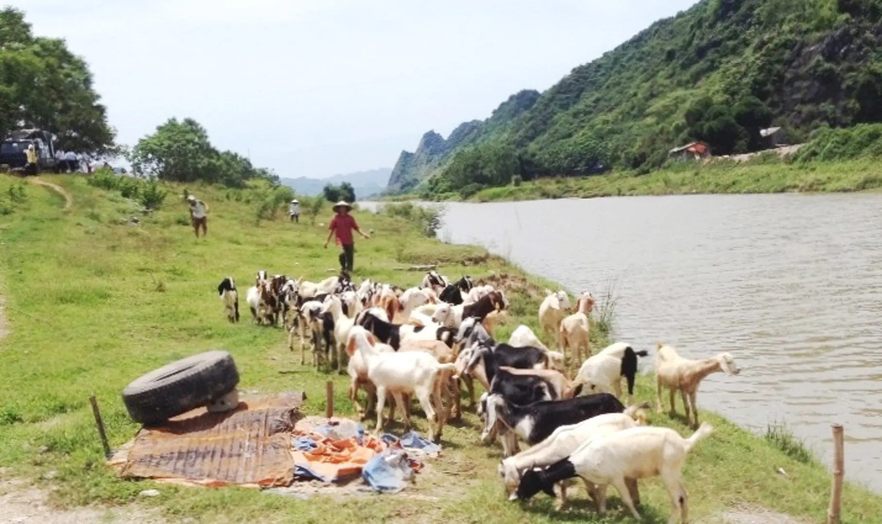 Thoát nghèo nhờ nuôi dê sinh sản