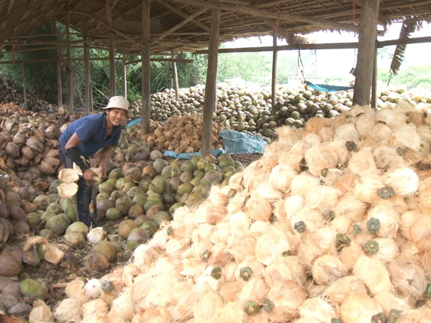 Liên kết tiêu thụ dừa chịu sức ép từ thương lái Trung Quốc