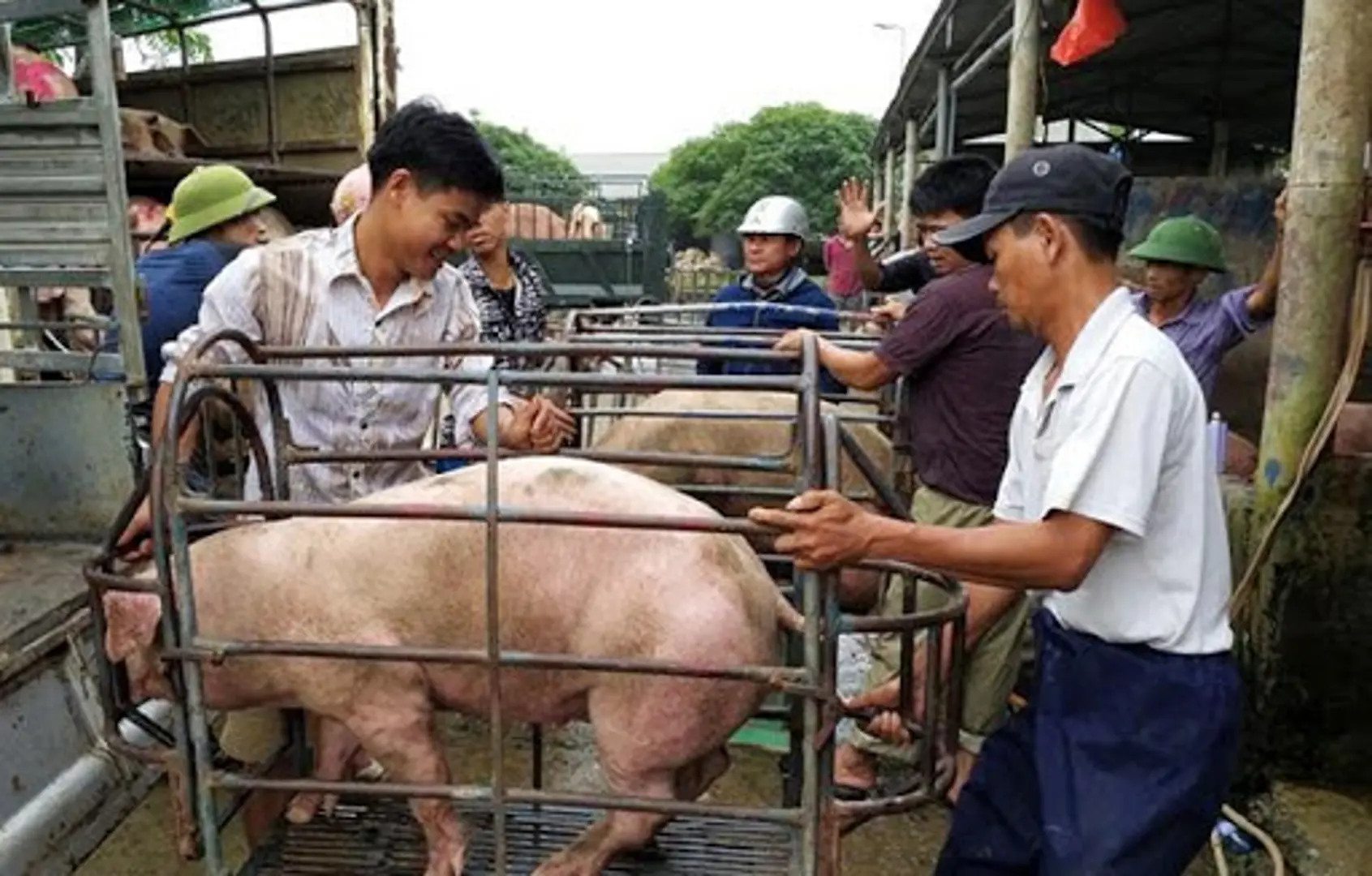 Giá lợn hơi hôm nay 13/6/2021: Bộ NN&PTNT dự báo giá lợn sẽ tăng?