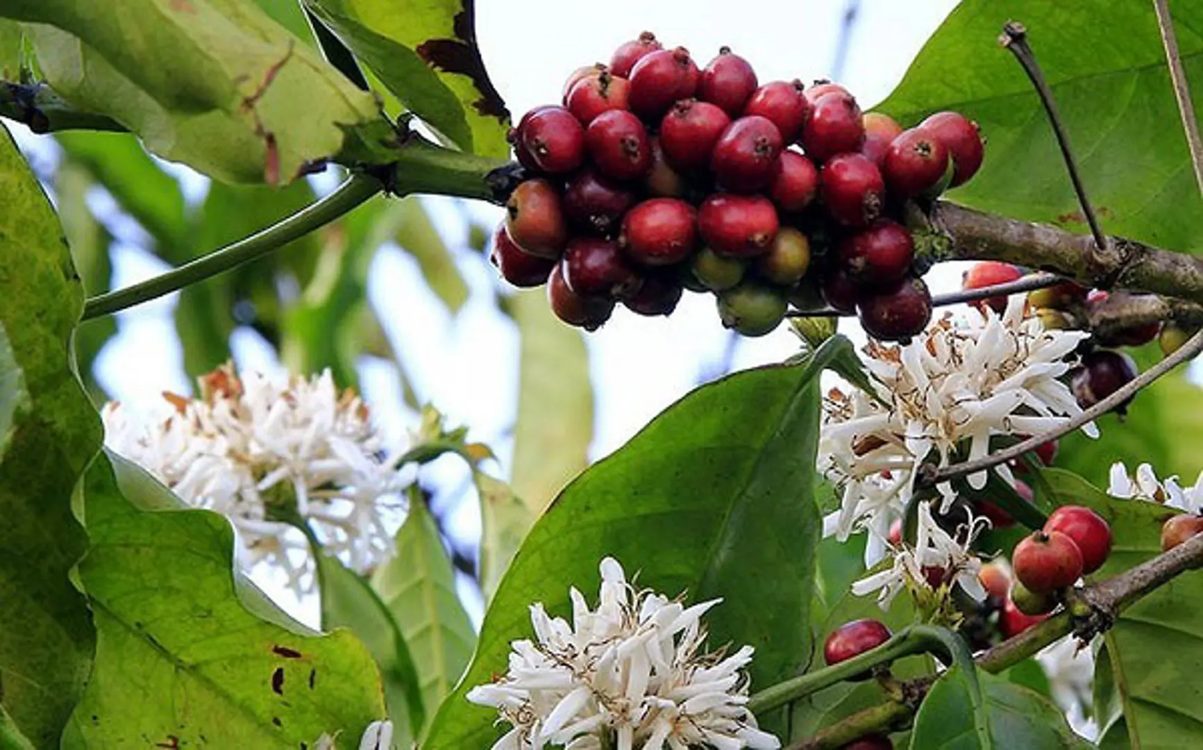 Giá cà phê hôm nay 11/6: Arabica tăng mạnh hơn Robusta, nguồn cung từ Nam Mỹ vẫn bất ổn