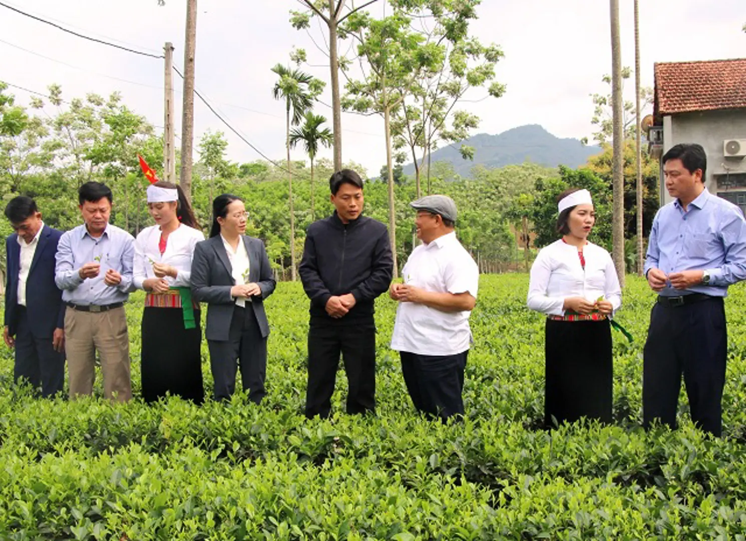 Làm du lịch từ đồi chè