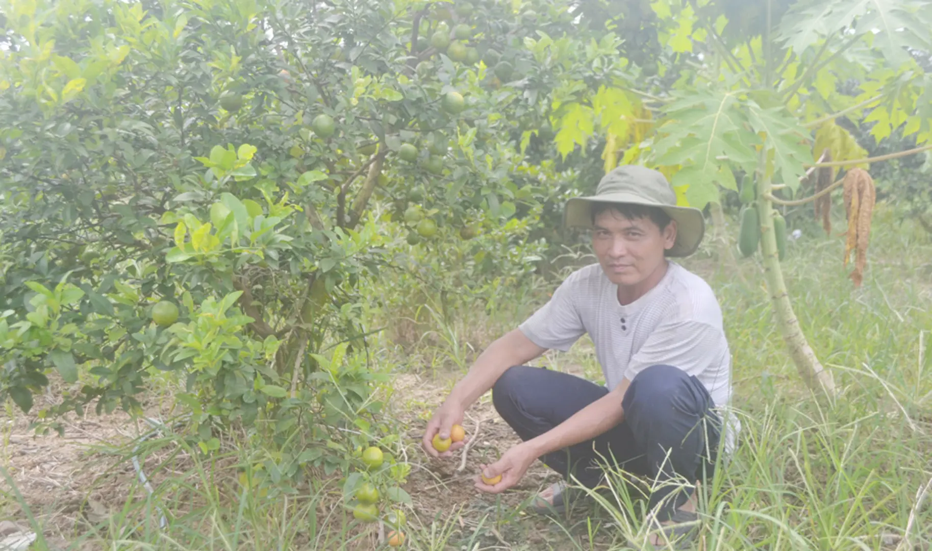 Mùa chanh đào “đắng”