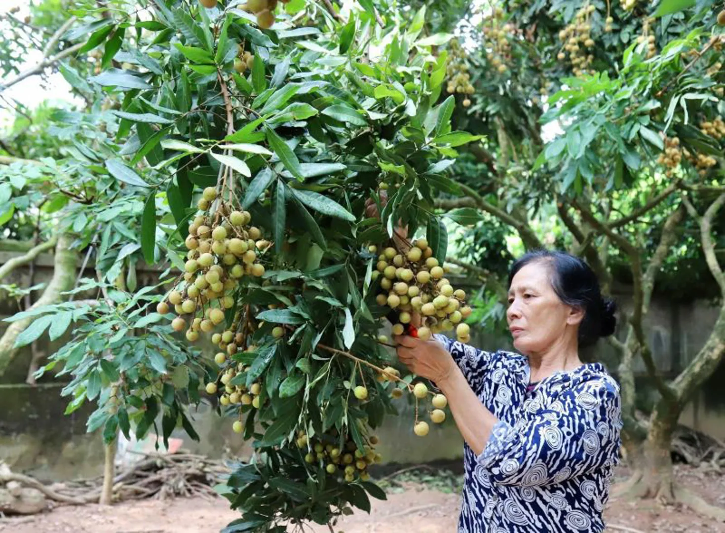 Chắp cánh cho nhãn lồng Hưng Yên