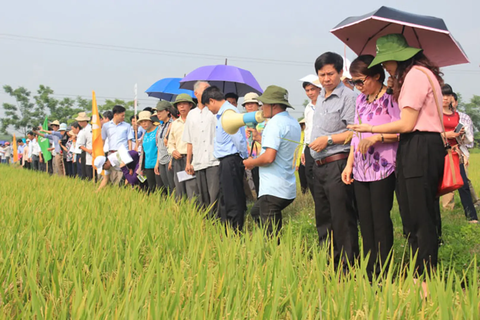 Tiếp tục triển khai, nhân rộng các mô hình khuyến nông hiệu quả