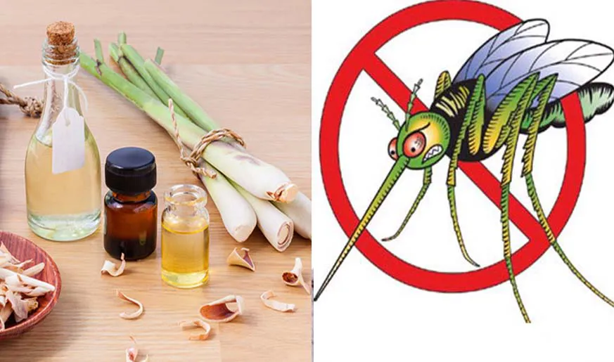 Loạn giá tinh dầu đuổi muỗi