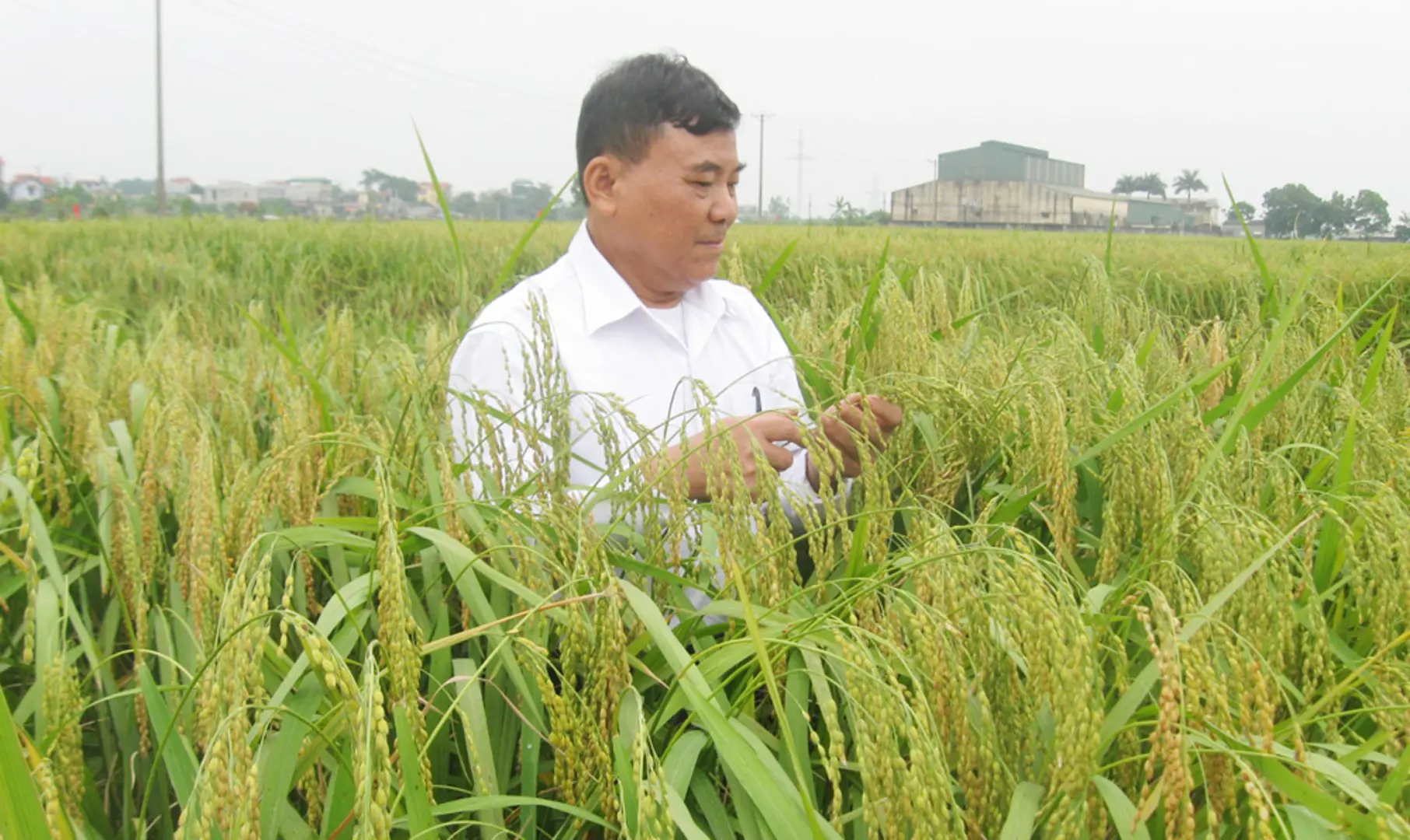 Quản lý giống cây trồng: Thiếu hành lang pháp lý