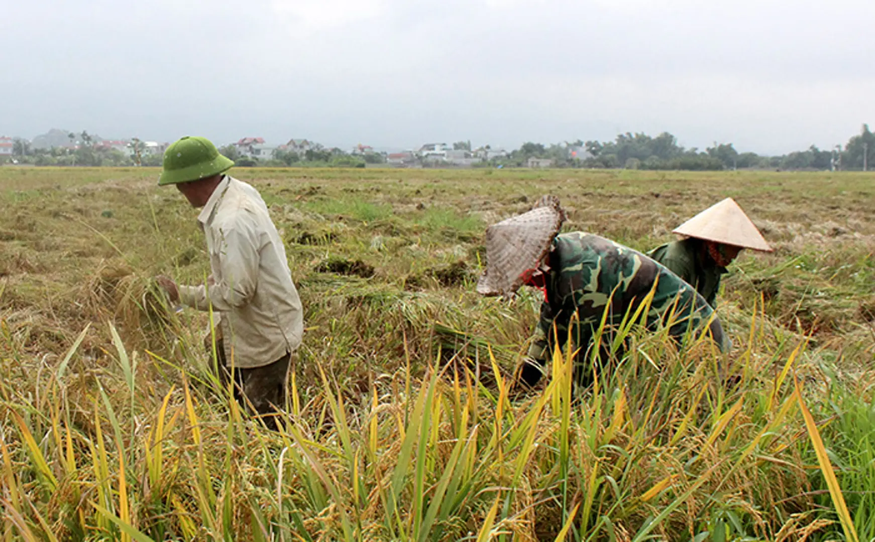 Dự phòng 500 tấn thóc giống cho sản xuất vụ Mùa