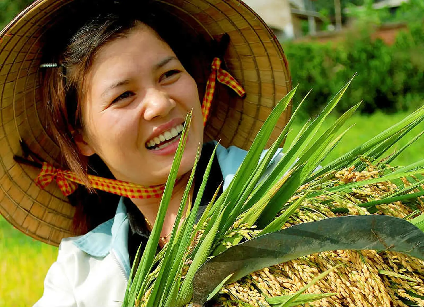 Thanh Oai, Mỹ Đức vào vụ thu hoạch lúa Chiêm Xuân