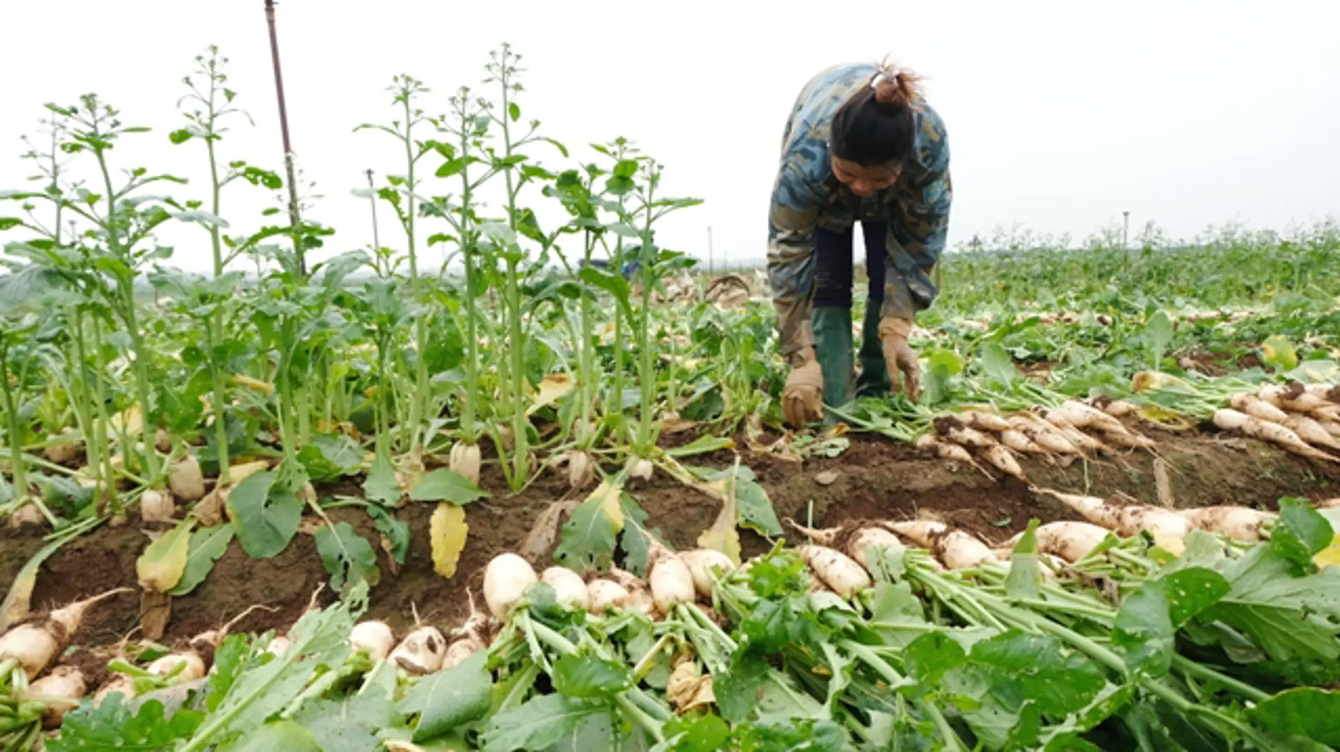 Hợp tác xã tiên phong phát triển sản phẩm OCOP tại huyện Mê Linh