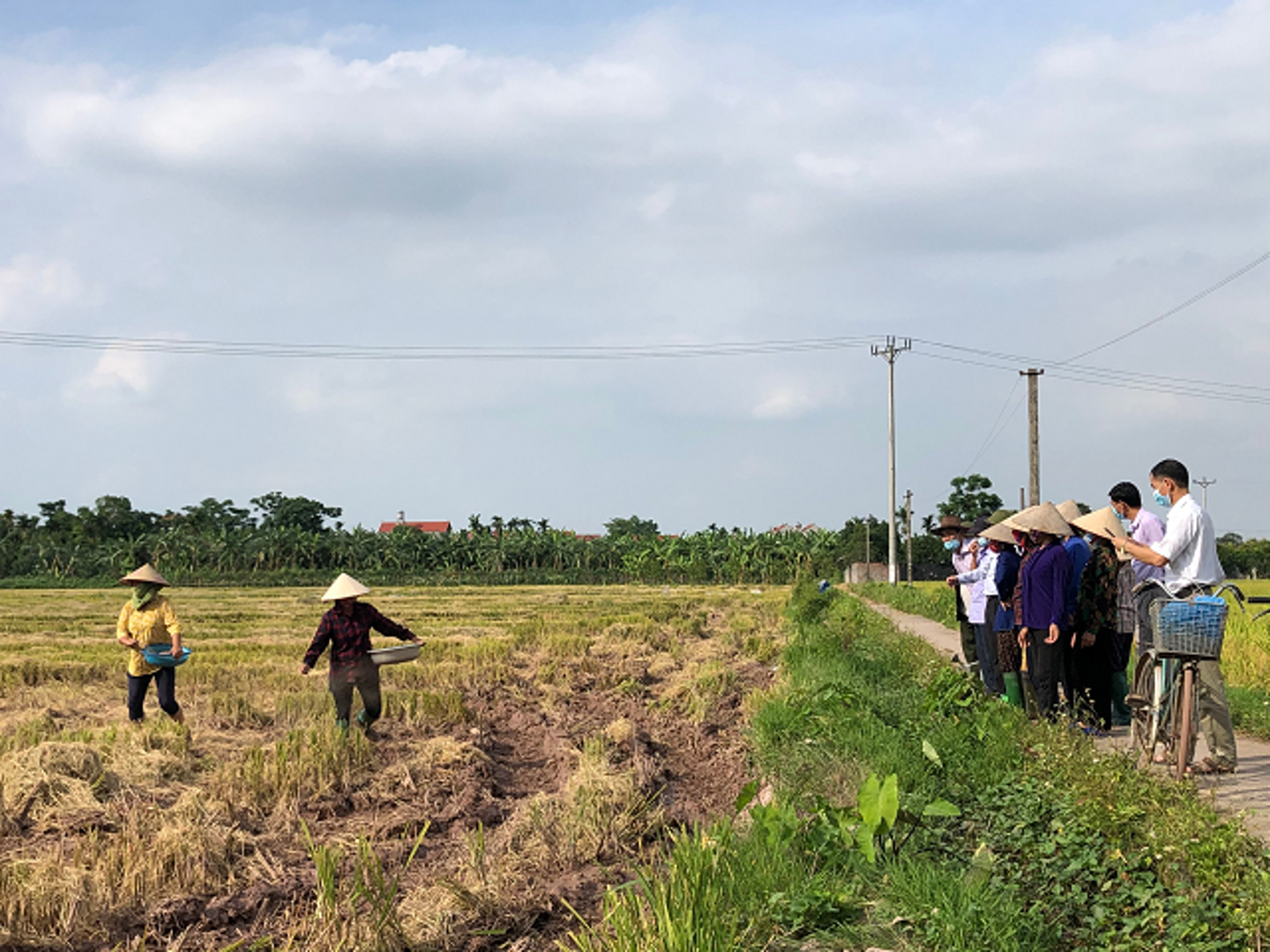 Cánh đồng không đốt rơm rạ ở Đan Phượng