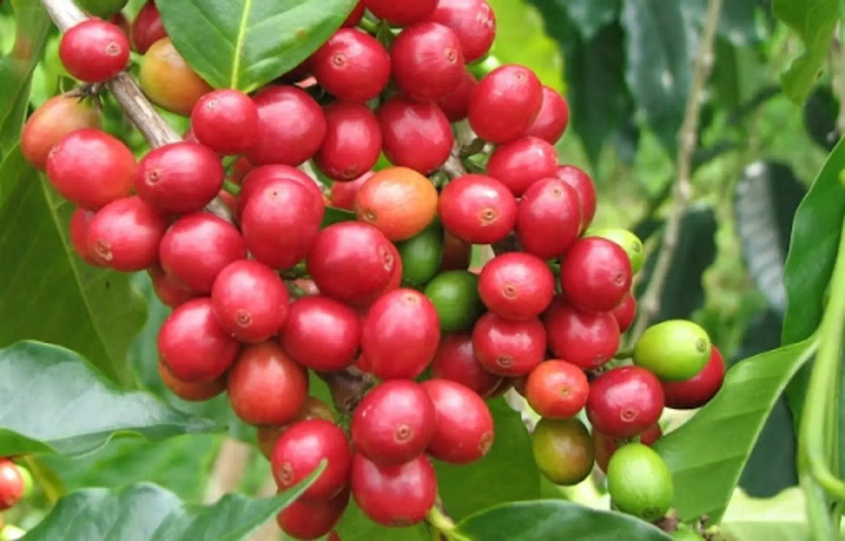 Giá cà phê hôm nay 5/8: Arabica tiếp tục tăng, trong nước cán mốc 37.000 đồng/kg