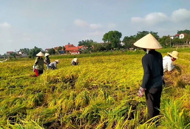 Vụ lúa Xuân bội thu