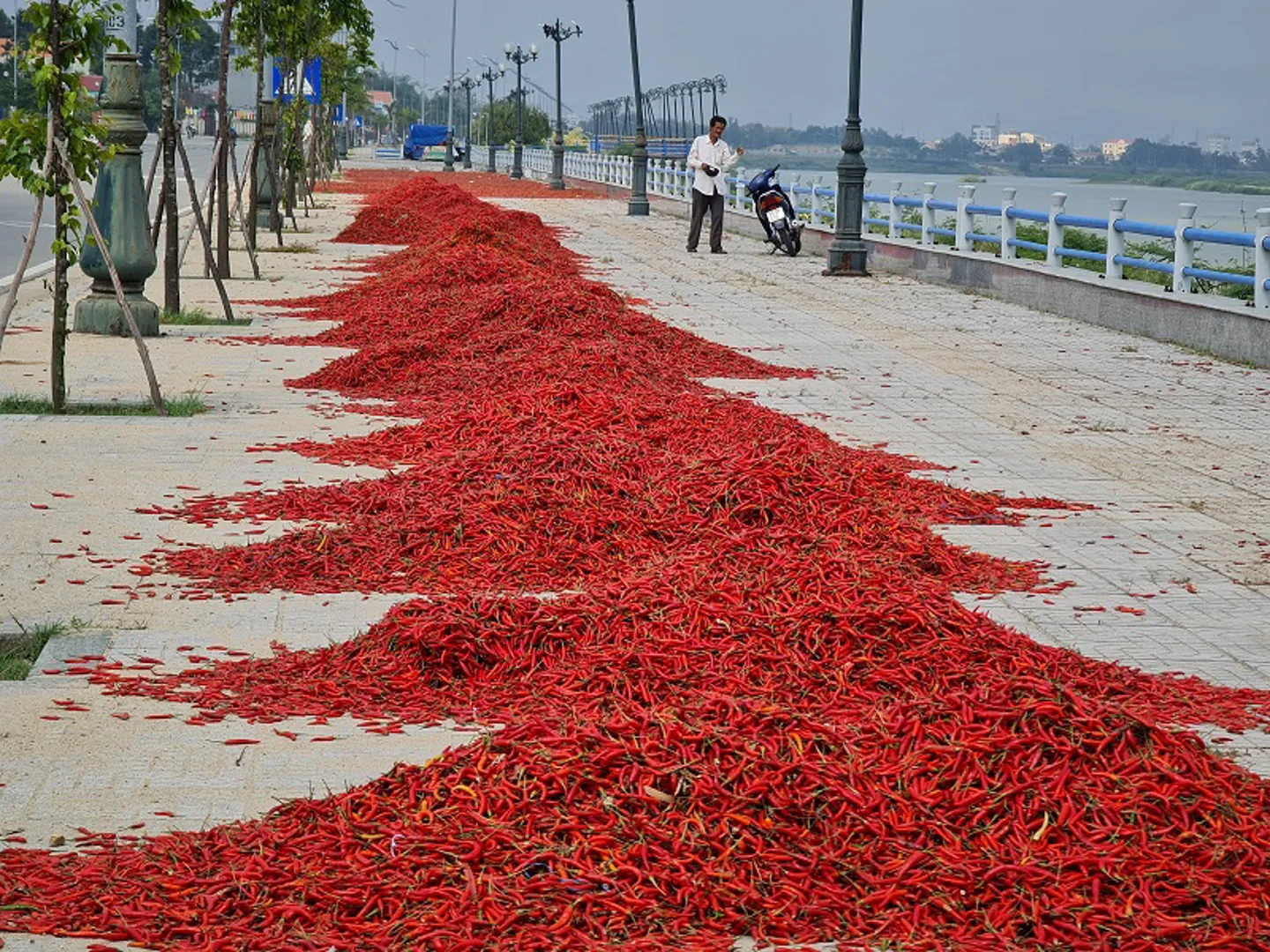 Quảng Ngãi: Giá ớt tụt dốc không phanh, người trồng điêu đứng